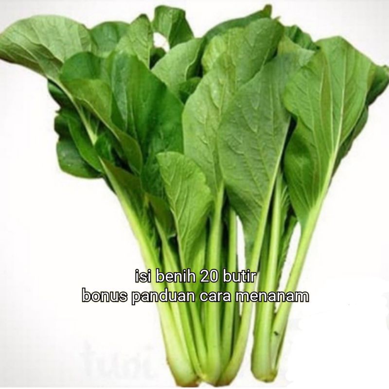 benih sawi hijau bibit sawi hijau tanaman organik/hidroponik f1