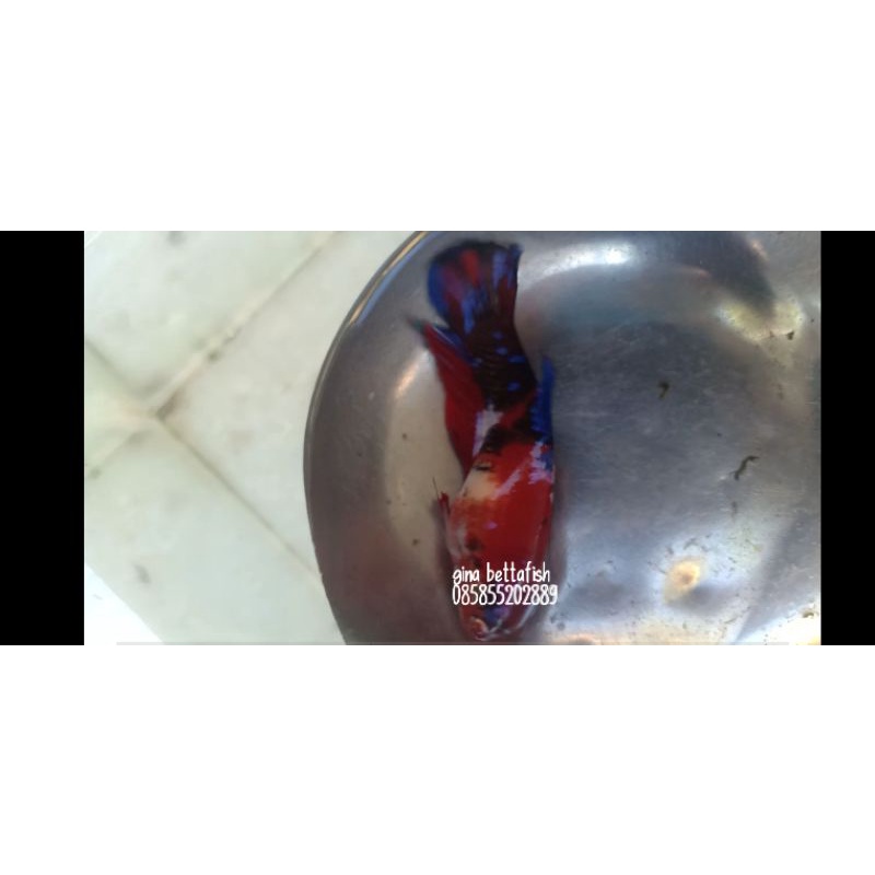 sepasang cupang koi galaxy siap breed, ikan cupang berkualitas