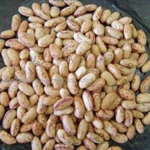 

KACANG ENDUL 250 GRAM