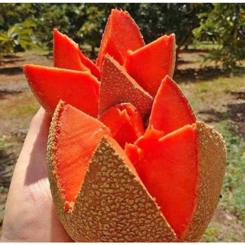 mamey sapote magana/bibit tanaman/magana
