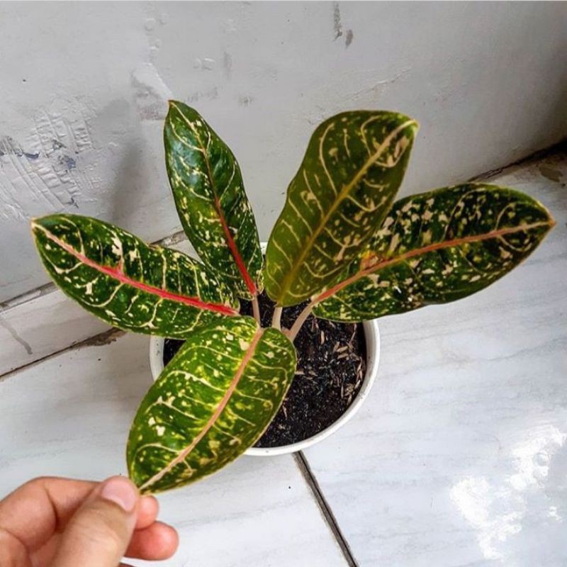 Tanaman hias aglonema donacarmen/pusat/aglonema Dona carmen -tanaman hidup-bunga hidup murah