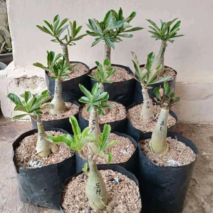 Bibit Adenium Kecil Polybag