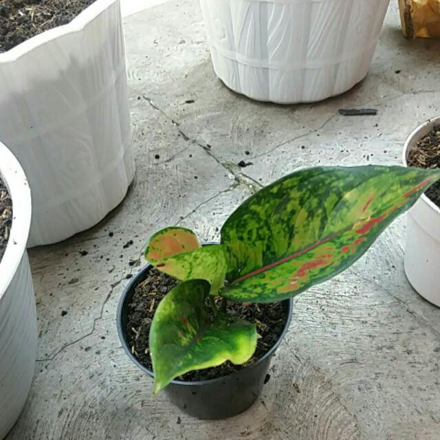 Bibit Bunga Aglonema Heng Heng