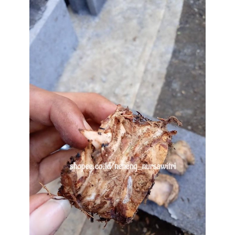 kuping gajah jumbo /bonggol kuping gajah jumbo/ magnifikum / batang kotak /verde