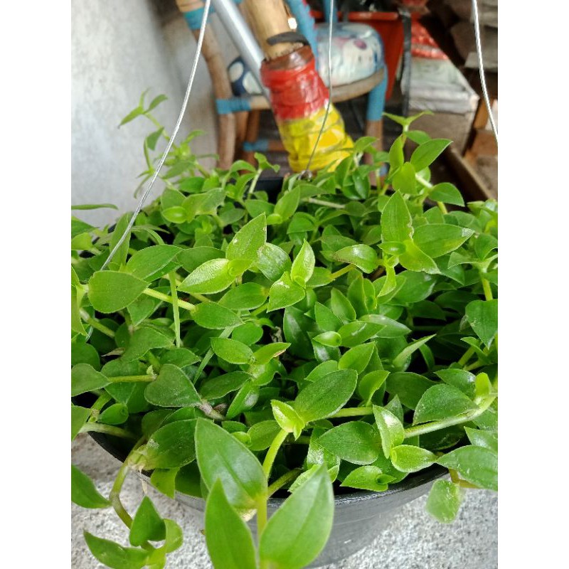 TANAMAN GANTUNG AIR MATA JANDA+POT