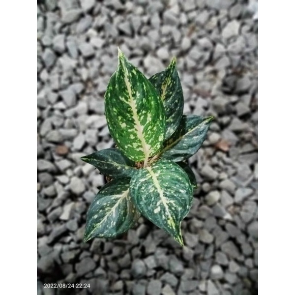 Aglonema Susan Cantik