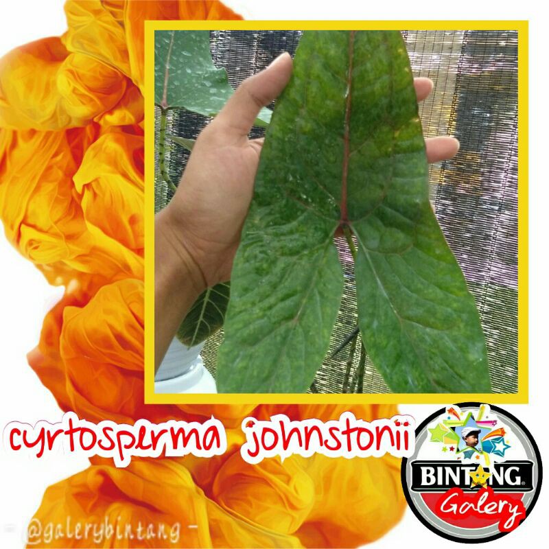 cyrtosperma johnstonii (black jack)