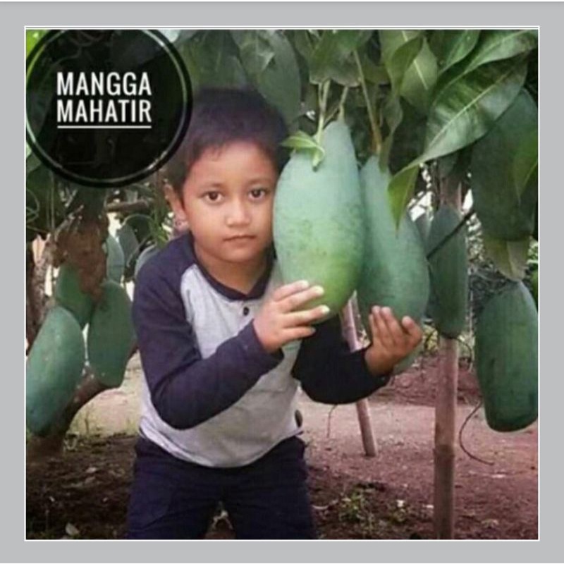 bibit tanaman buah mangga mahatir