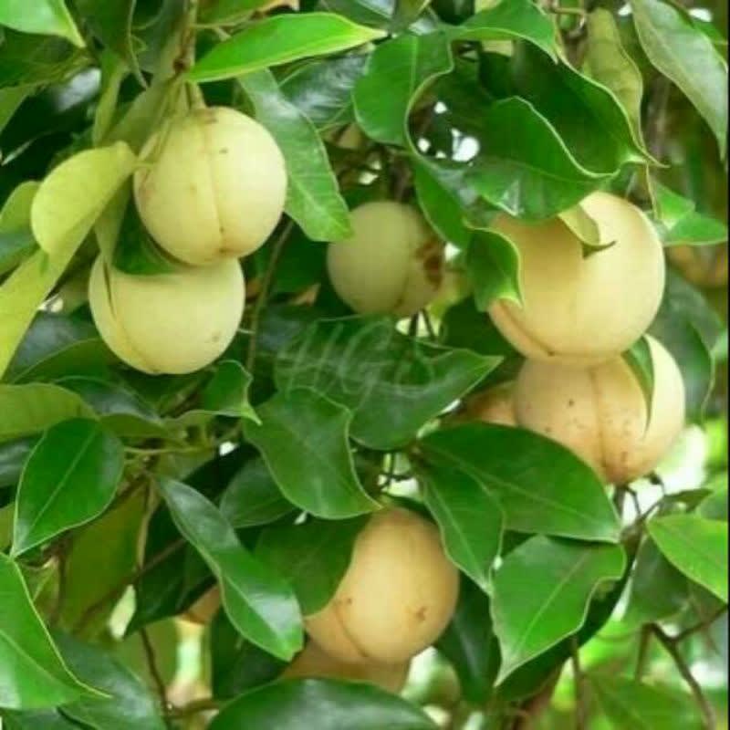 

buah pala fresh 500g Hasil Kebun Sendiri