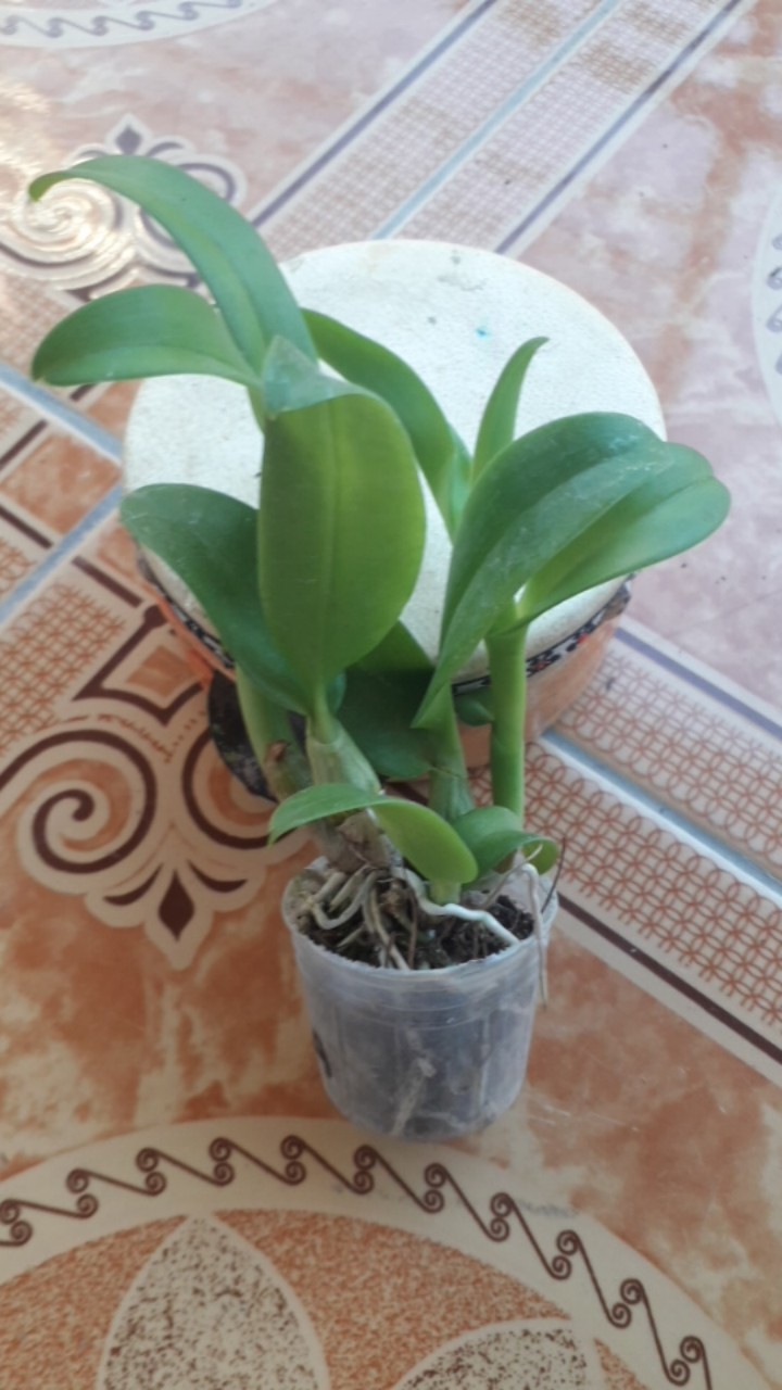 Seedling Praremaja Dendrobium