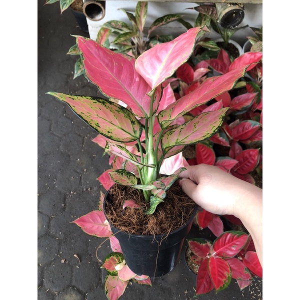 Aglaonema pink catrina