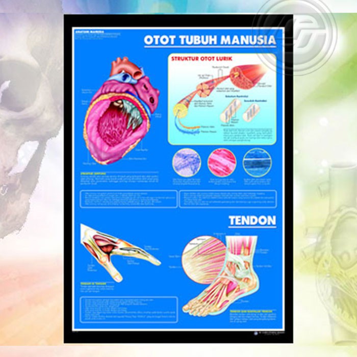Poster Anatomi Manusia Otot Tubuh Manusia