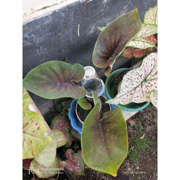 caladium black cooper / H51 mutasi