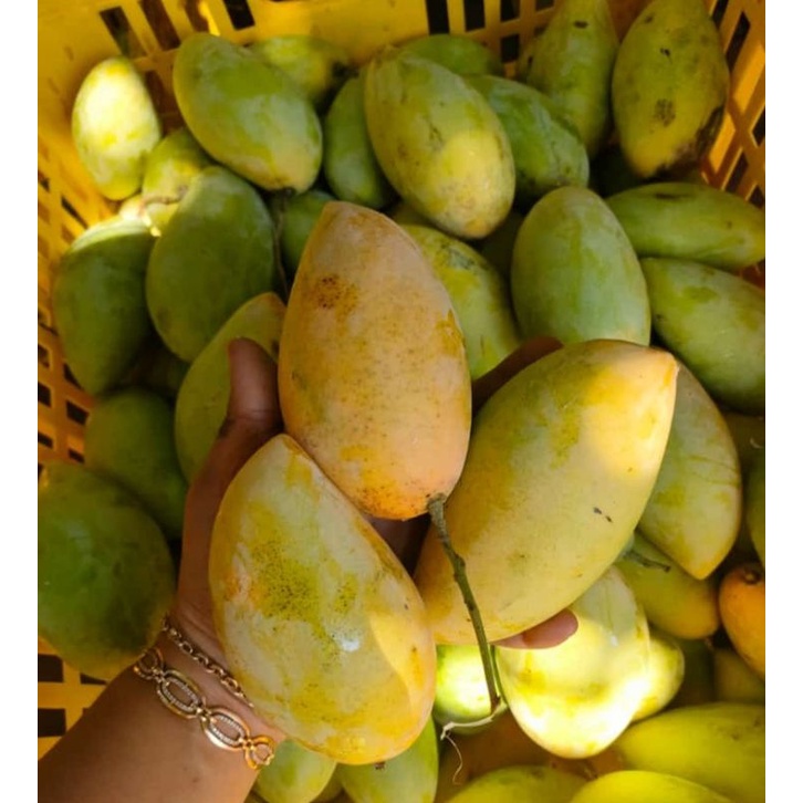 

MANGGA THAILAND