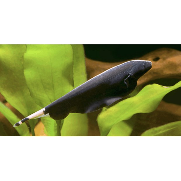 Ikan Hias Black Ghost Knifefish Aquascape