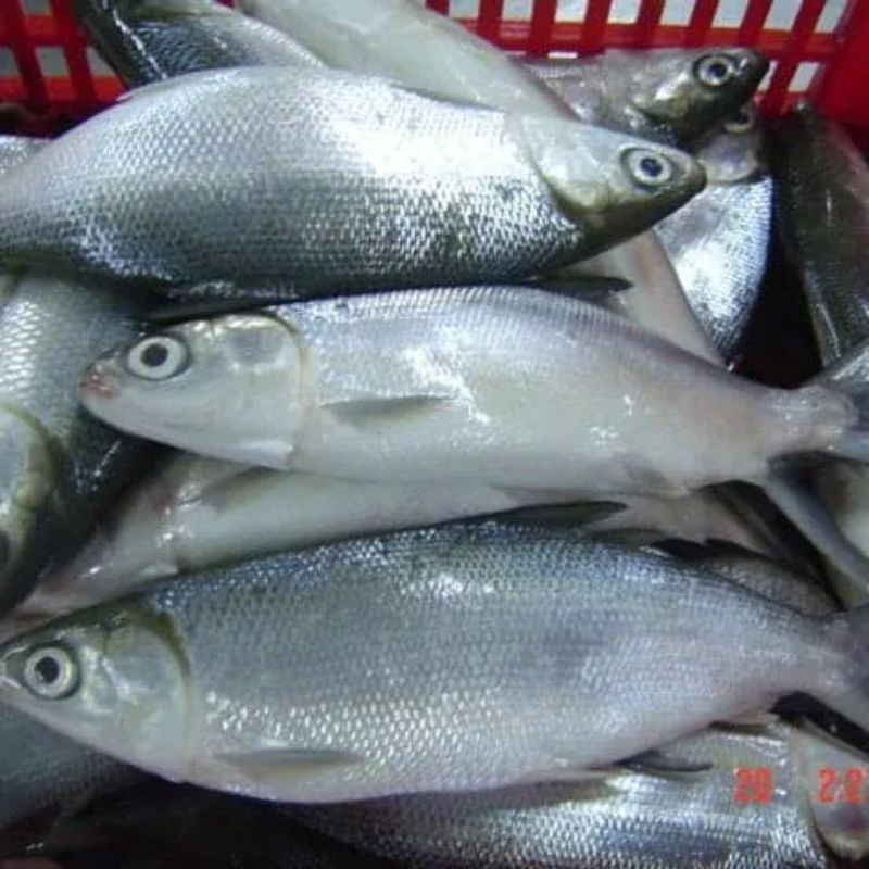 Ikan Bandeng / Berat 500 gram