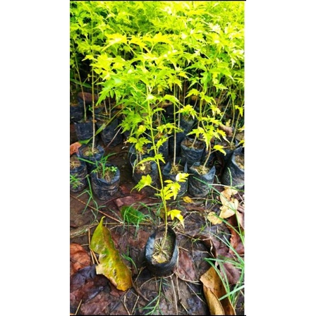bibit cendana