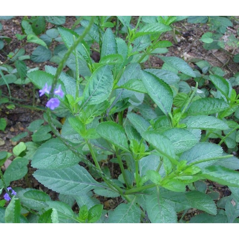 

Daun Pecut Kuda 500 gram Untuk Mengatasi Radang Tenggorokan