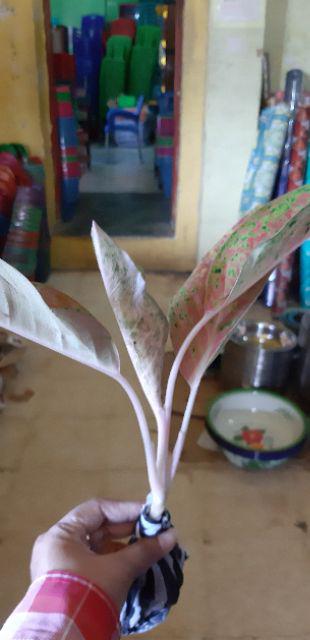 Aglonema Big Roy / Lulaiwan Ukuran Besar / Tananaman Hias Big Roy