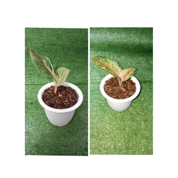 aglonema paketan 2 pohon ayu green & bidadari sesuai Poto yg akan kami kirim