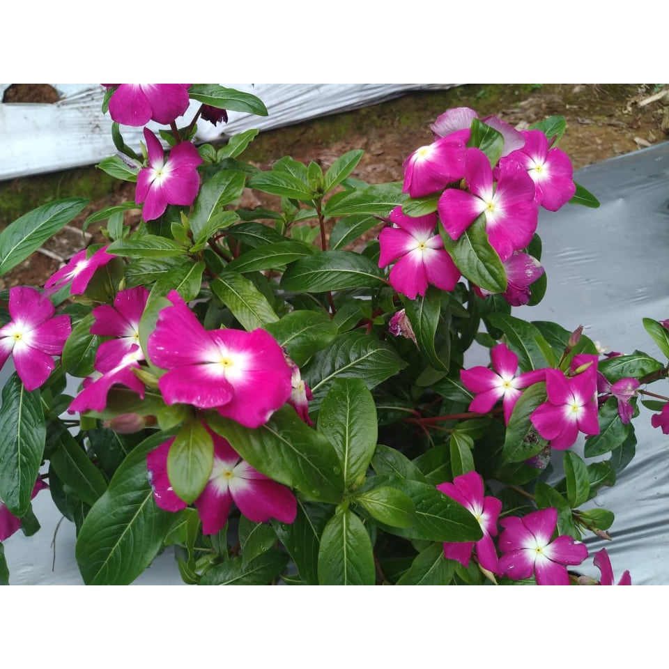 Benih Bibit Biji - Bunga Vinca Pink Tipe Tegak Flower Seeds - FRESH SEEDS