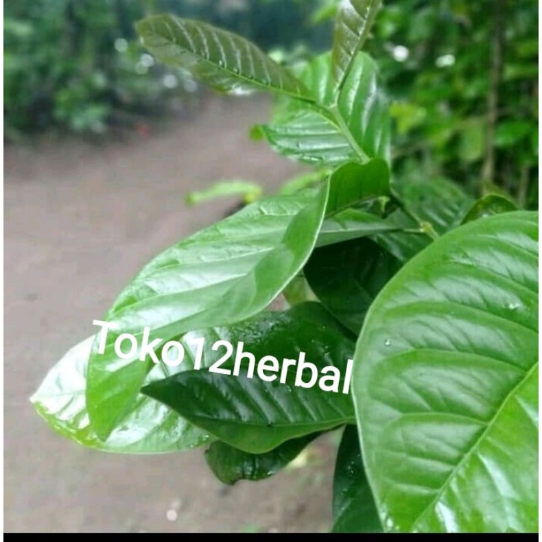 

Daun kopi segar 500 gram petik langsung
