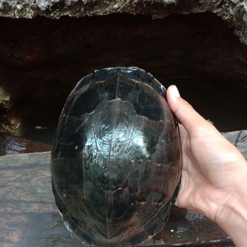 kura kura ambon batok indukan ukuran 18-20 cm free pelet dan daun ketapang ready