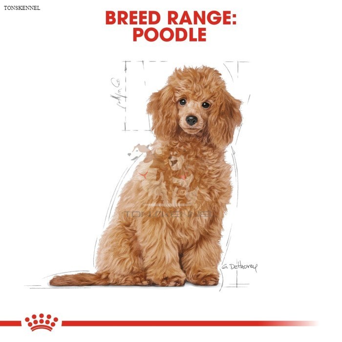 Royal Canin Poodle Puppy 3 kg Junior Makanan Anak Anjing Dry 3kg Dog Food Royal Cannin rc