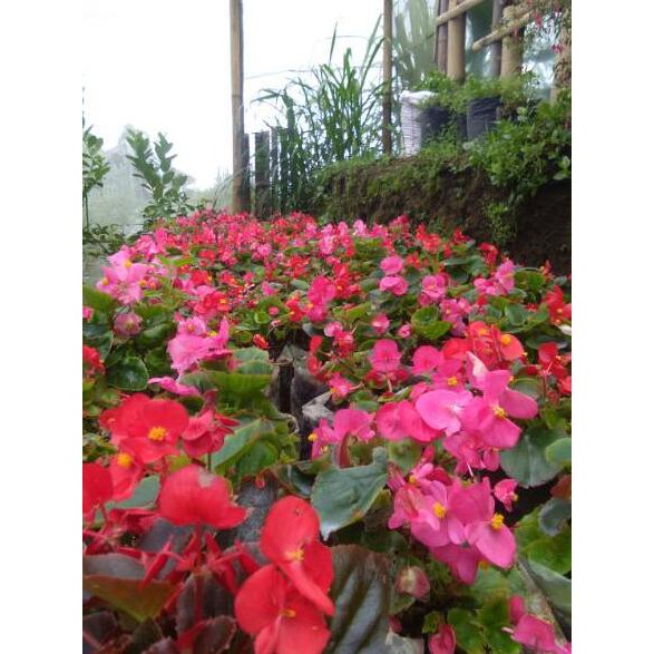 

2.2 Brand Begonia bali