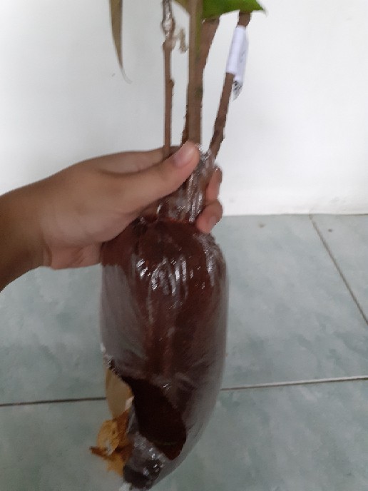 Bibit Kelengkeng Matalada