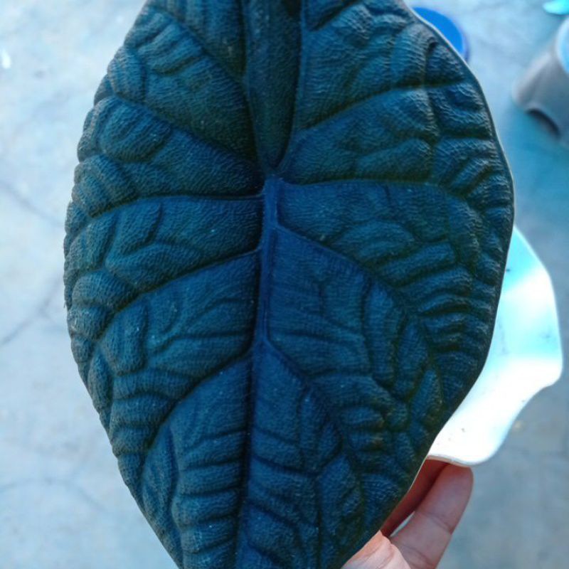 alocasia / alokasia melo badak (rhino skin) asli gread A cabutan
