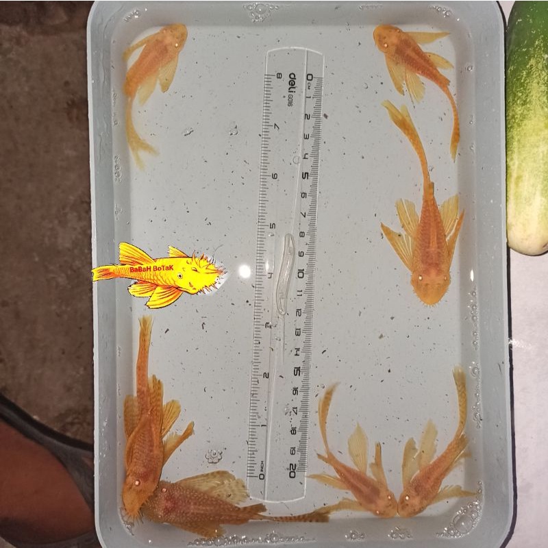 Pleco L144 Brushmouth albino slayer induk