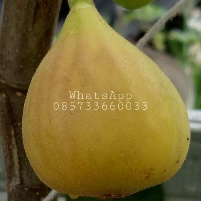 bibit tin/buah tin/ara langka jenis PALAU fresh cangkok