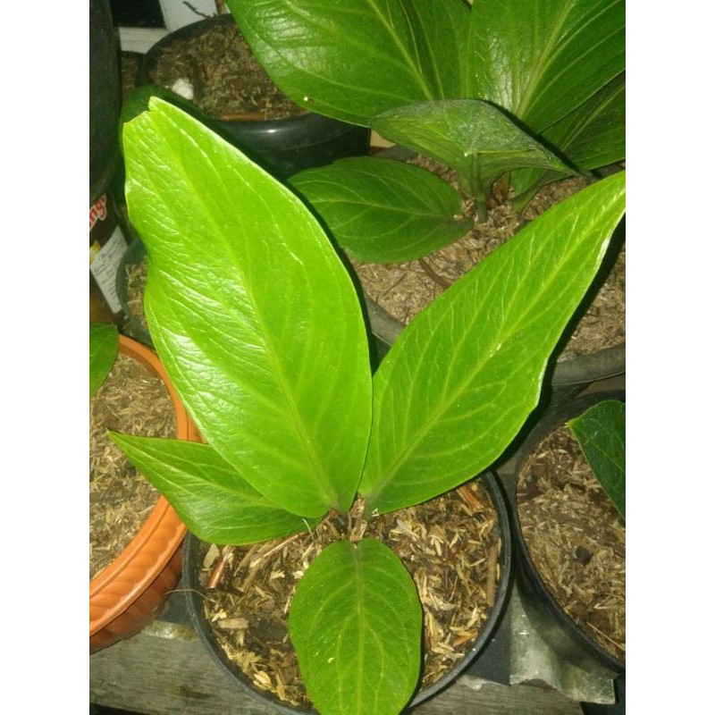 paketan Anturium Jemani Cobra+ supernova