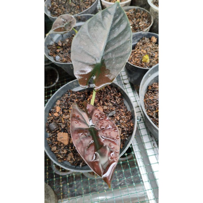 alocasia impernalis red