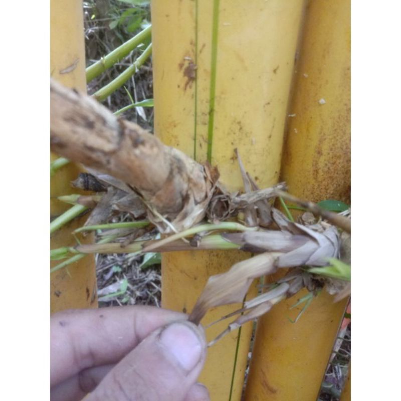 TANAMAN HIAS BAMBU KUNING AMPEL UK JUMBO