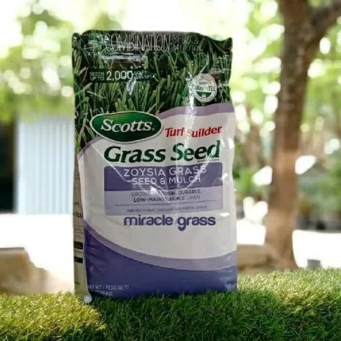 Jual Benih Biji Rumput Zoysia Matrella Kg Shopee Indonesia