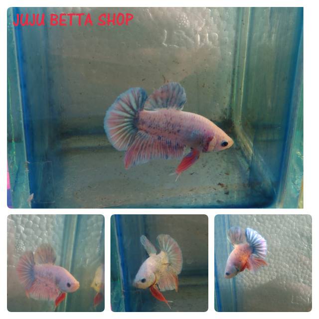 Ikan Cupang Giant Plakat Shopee Indonesia