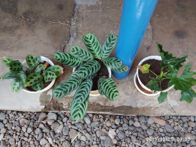 Tanaman Calathea White Fusion Multicolor