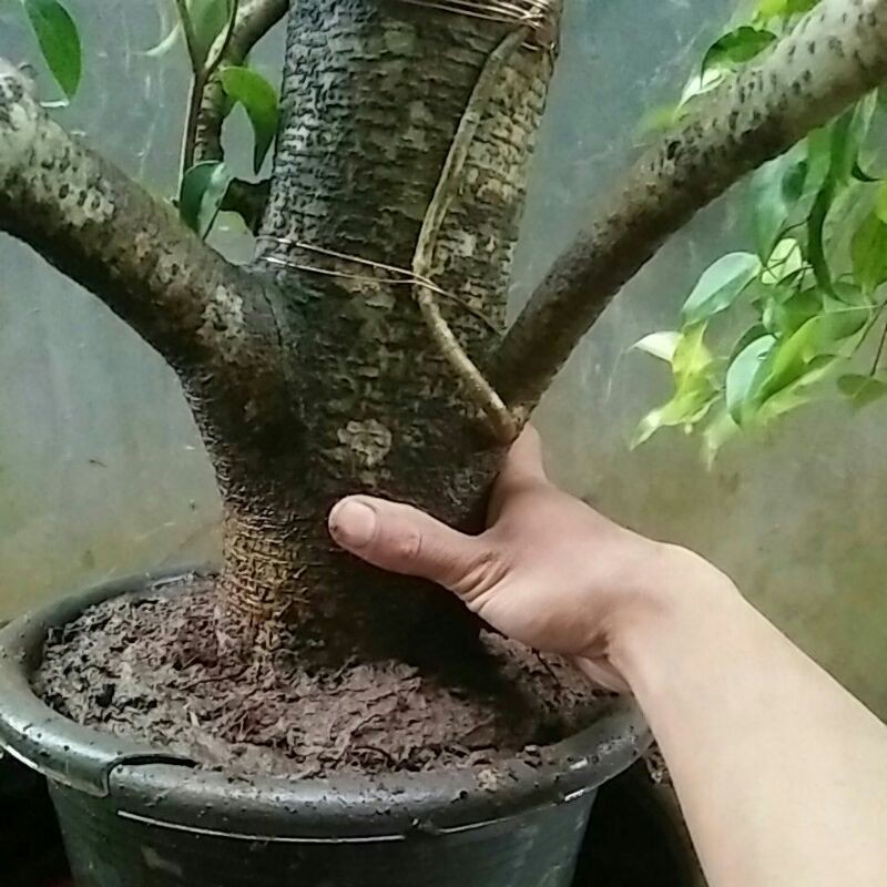 bahan bonsai beringin benjamina