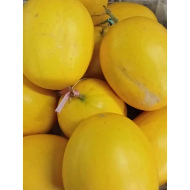 

Melon Golden