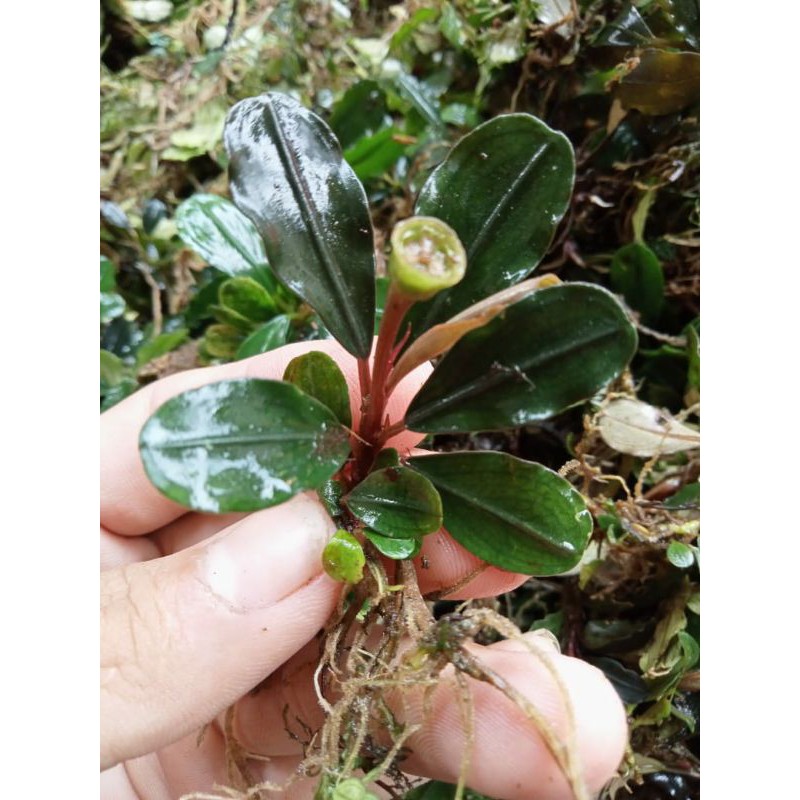 

bucephalandra per rizom