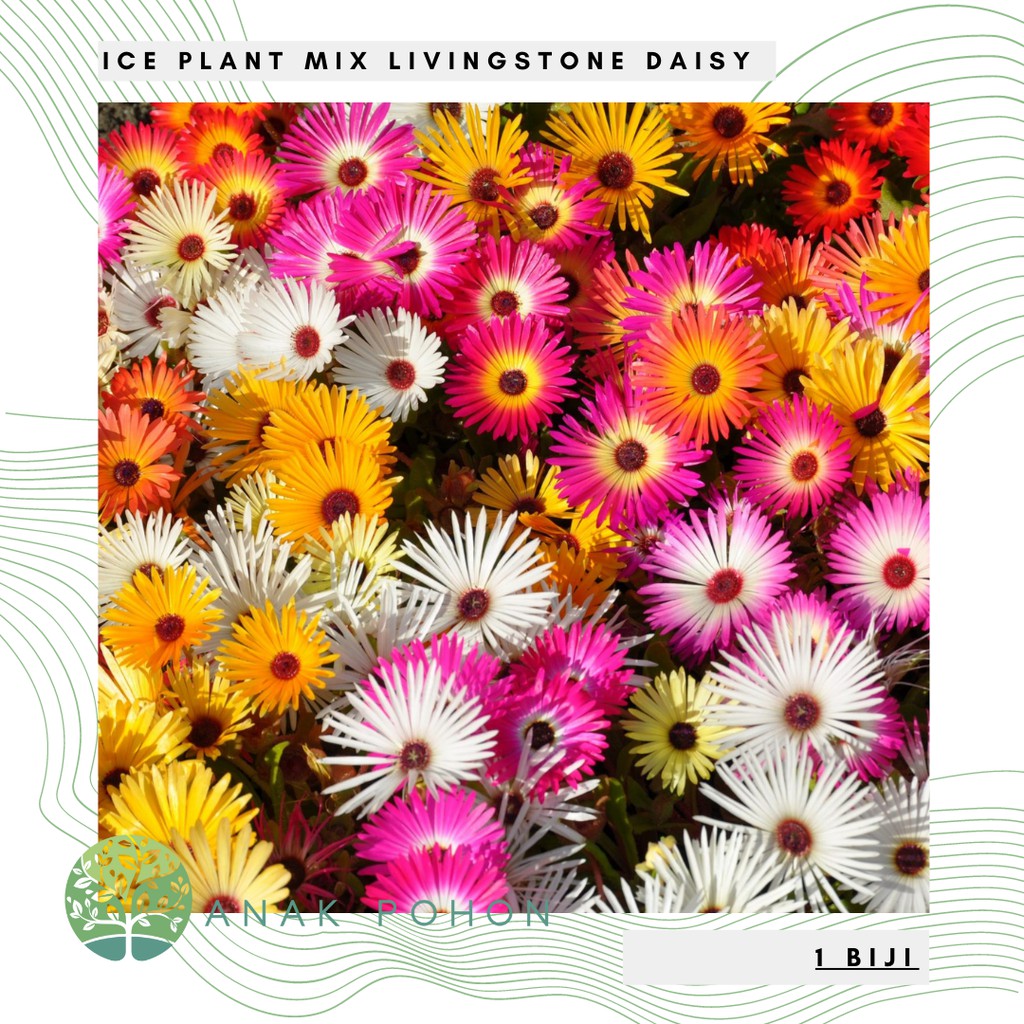 Benih Bibit Biji - Bunga Ice Plant Livingstone Daisy Mix Mesembryanthemum criniflorum (Tahan Panas)