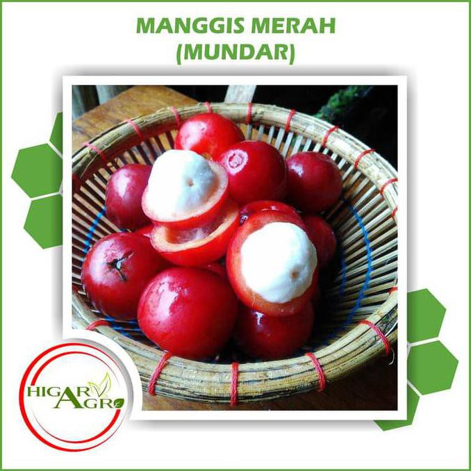Bibit Tanaman Buah Manggis Merah (Mundar) New Ada