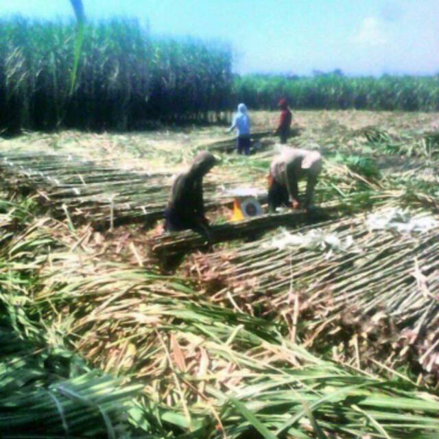 

Tebu hijau kediri