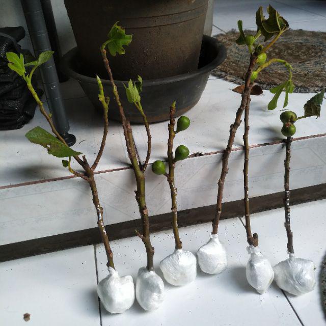 Bibit Buah Tin Verte Fc