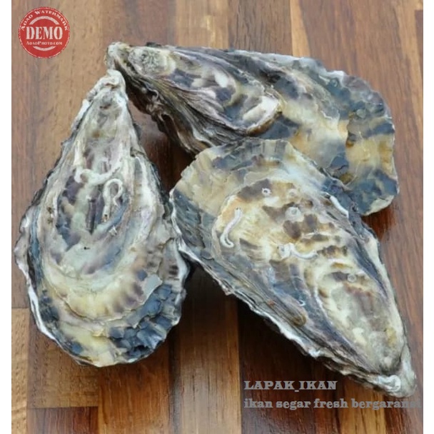 

Kerang Tiram Oyster Hidup