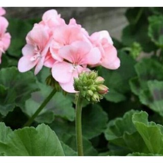  TERLARIS tanaman hias geranium merah  putih  pink salem 