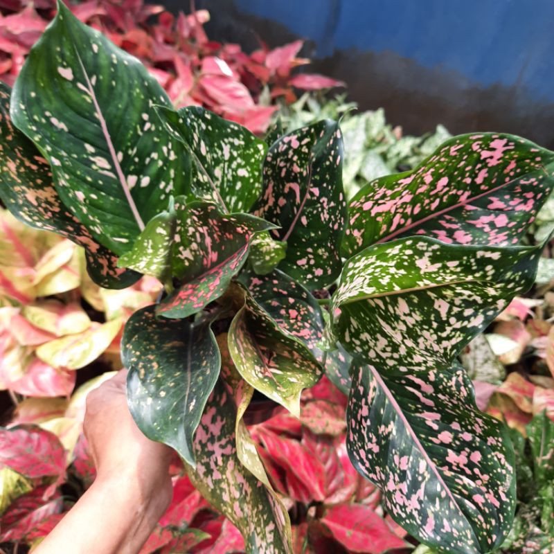 Aglonema Pink Dalmation