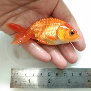 Ikan Mas Koki Ranchu Male Medium High Quality 1 | Shopee Indonesia